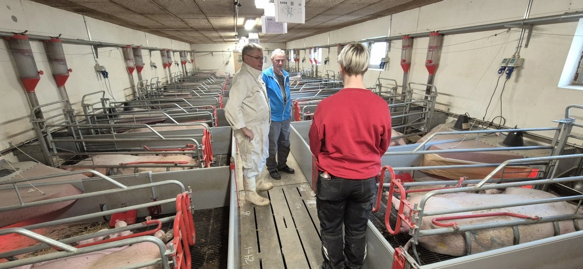 Per Lembke-Jensen er specialist i grise og rådgiver direkte på staldgangen.