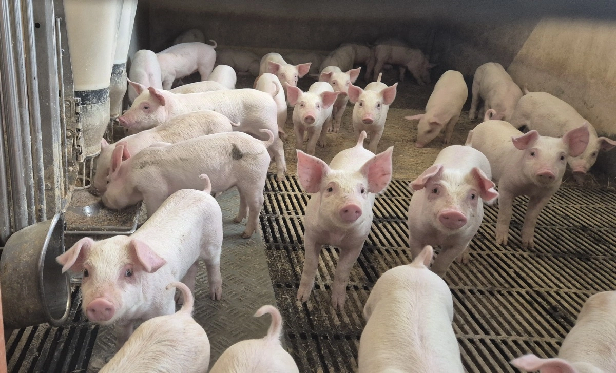 Grisene elsker foderet, og det kan ses på tilvæksten.