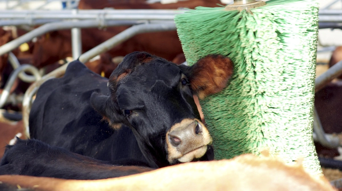 Kravet om kobørster gælder malkekvæg og afkom af malkekvæg, og det gælder for alle kvægstalde uanset byggeår, oplyser Seges Innovation. Arkivfoto
