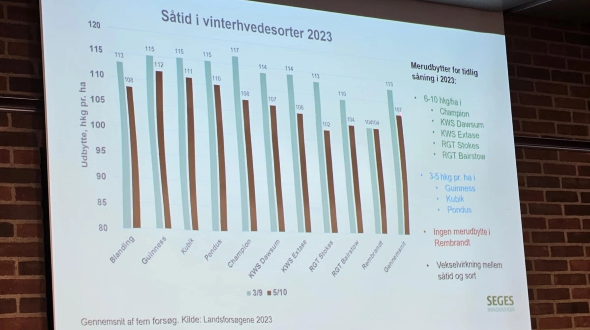I 2023, der var et tørt år, ses ved stort set alle sorter en fordel ved tidlig såning. I gennemsnit omkring seks hkg til fordel for den tidlige såning. 