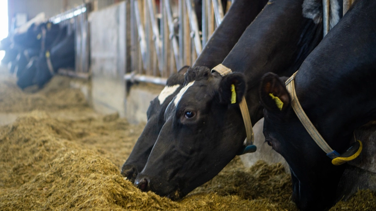 Mykotoksiner er en ofte usynlig udfordring i fodermidler som korn og ensilage, som kan have store konsekvenser. Arkivfoto: Alexander Dornwirth
