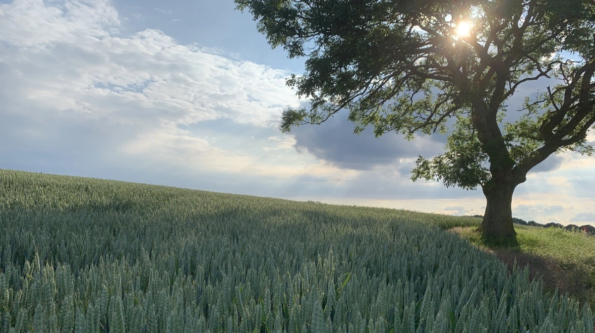 De foregående års store fokus på ESG-rapportering, skovrejsning og forsumpning på bekostning af fødevaresikkerhed, forsvarsvilje og faglighed vil over de kommende år forhåbentlig forsvinde, skriver Niels Hauge Mikkelsen i læserbrevet. Arkivfoto: Jacob Lund-Larsen