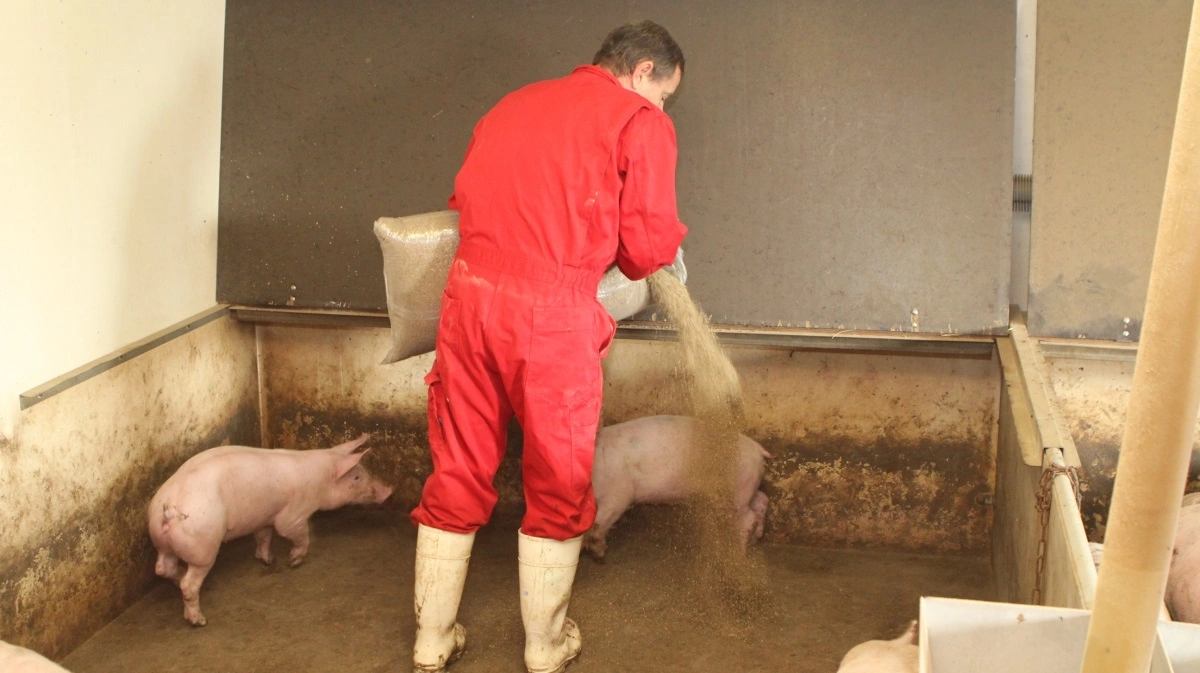 »Lovliggjort, systematisk dyremishandling« og »en syg produktion, der skaber syge dyr«, var noget af det, som danske svineproducenter blev beskyldt for under samrådsdebat. Arkivfoto: Anne Wolfenberg