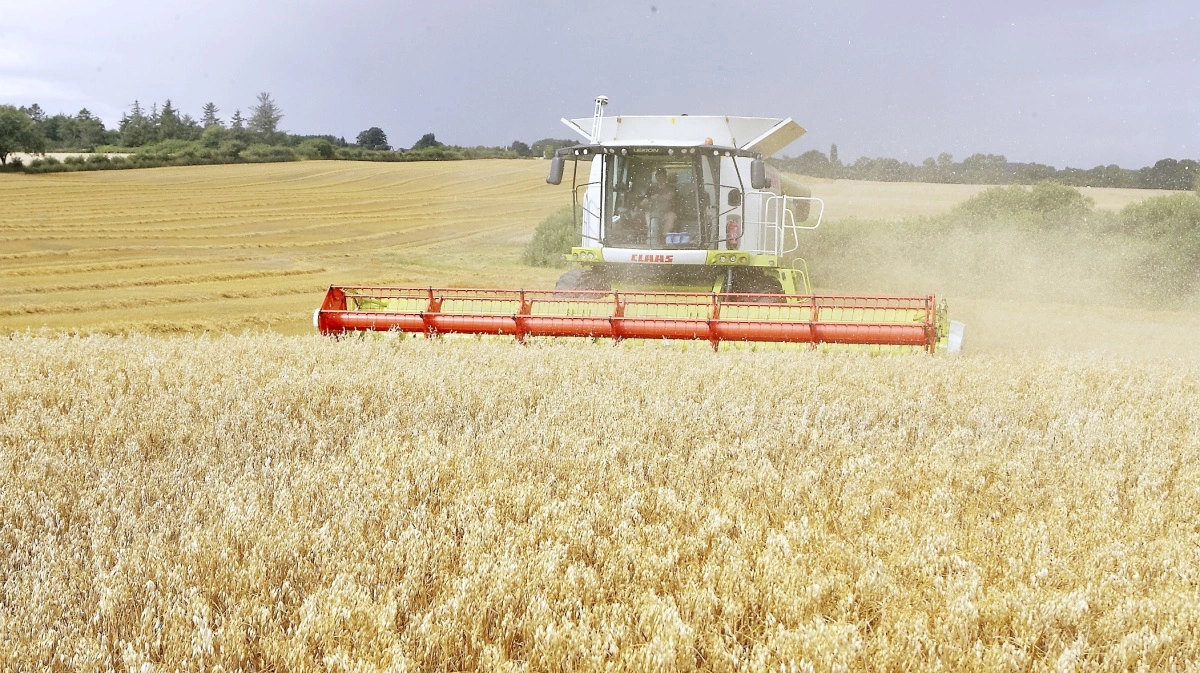 Også indenfor de mere prisfølsomme kategorier som rug og havre, hvor der ellers er høstet rigtig gode udbytter i høsten 2025, er priserne nu begyndt at røre på sig, skriver Rasmus Haun Hansen i sin analyse. Arkivfoto: Erik Hansen