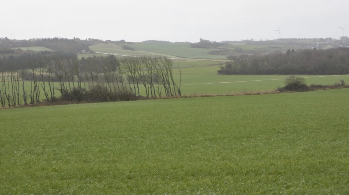 Et flertal af EU’s medlemslande har sagt ja til en handelsaftale med de sydamerikanske Mercosur-lande. Nu udestår godkendelse i Europa-Parlamentet. Arkivfoto: Erik Hansen