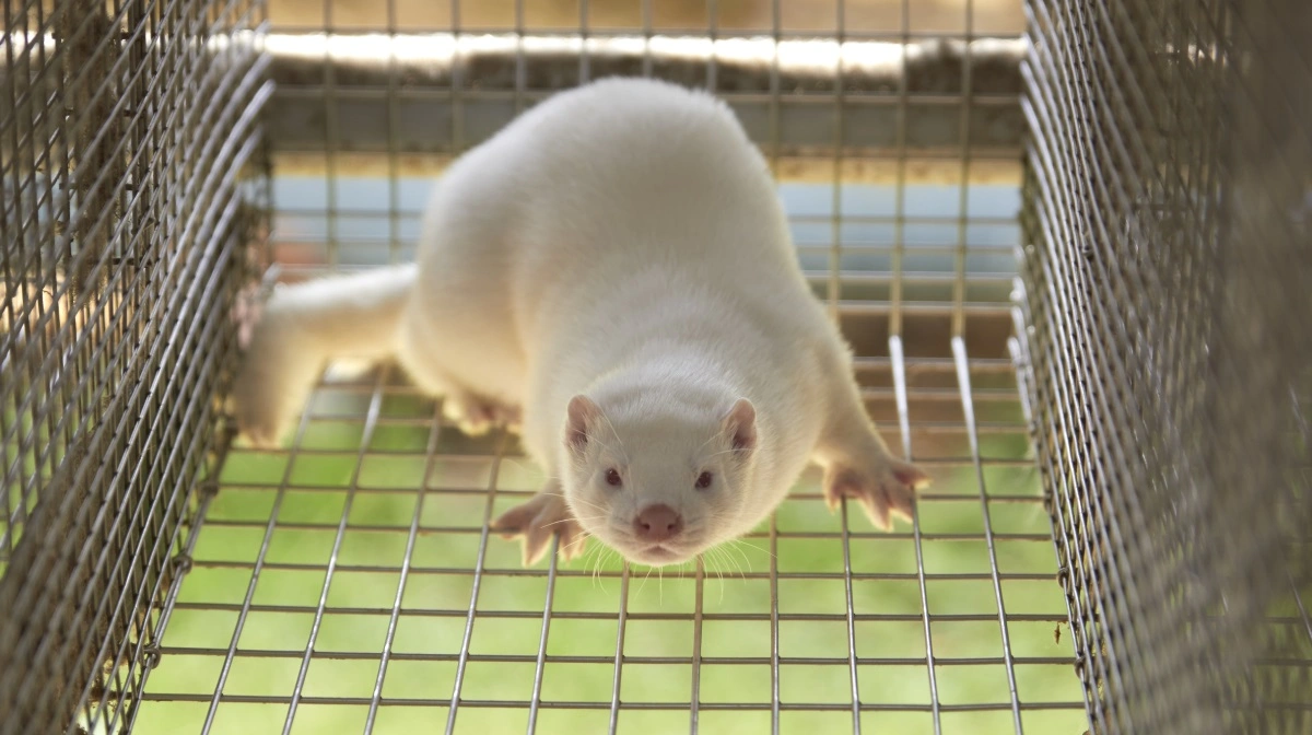 Kim Søndergård fra Billund fik 50 millioner kroner for at lukke minkfarm, mens kone og søn starter nye med statsstøtte – lovligt, men politisk omstridt. Arkivfoto: Tenna Bang