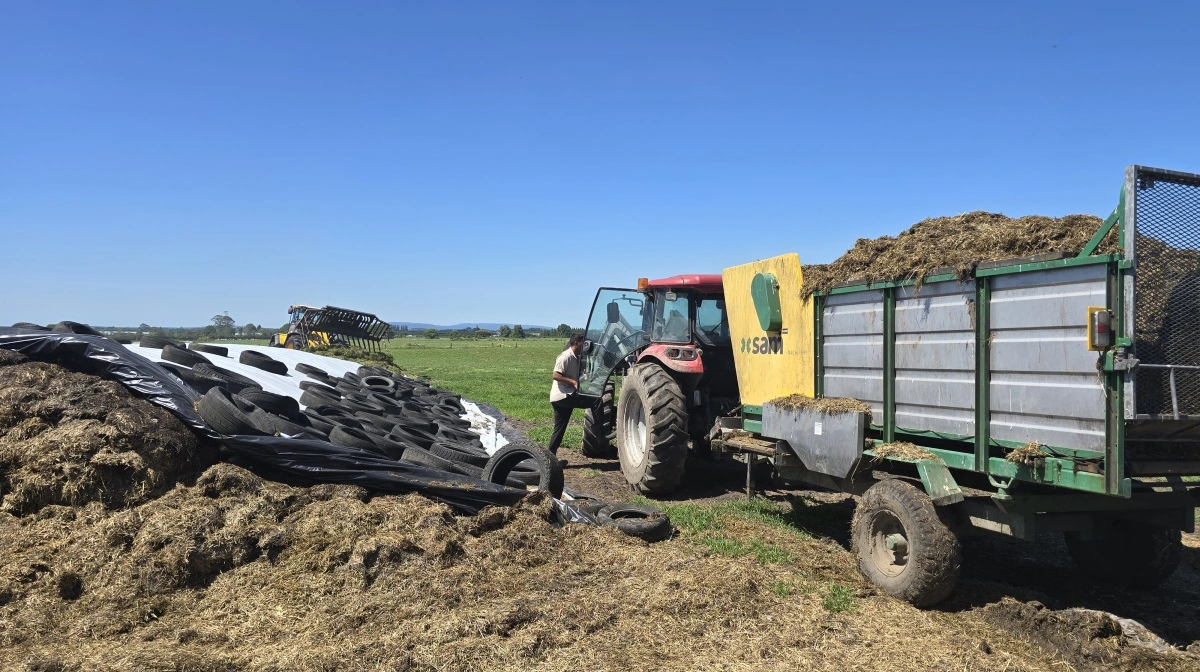 Den newzealandske landmand kommer med sin udfordringsvogn og henter et læs græsensilage, mens Emil arbejder i den anden ende af stakken.