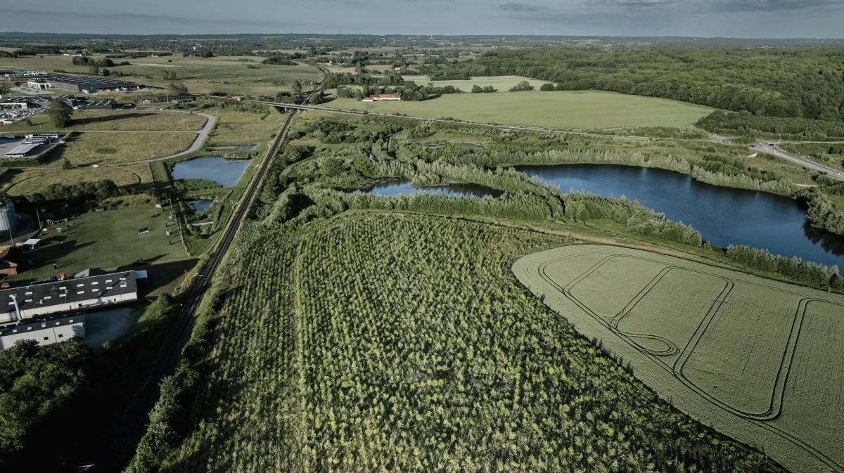 Skovene, der plantes, skal fortsat finansieres af bidrag til klimaindsatsen, som Klimaskovfonden får fra virksomheder og privatpersoner. Foto: Klimaskovfonden