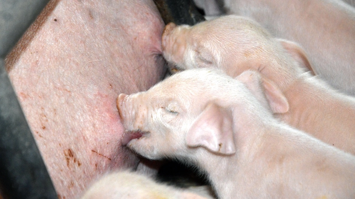 So-kolostrum er det bedste produkt til at dække pattegrisenes behov for antistoffer. Arkivfotos: Camilla Bønløkke