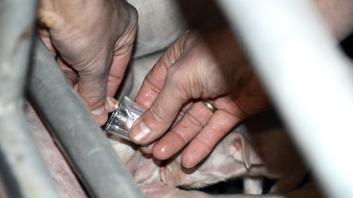 So-mælk og ko-kolostrum er de produkter, som bedst kan sammenlignes med so-kolostrum. 