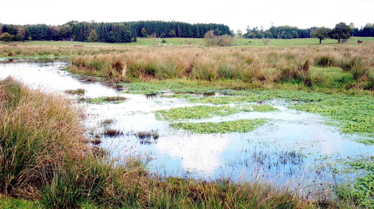 Hvis du har marker med et lavt dækningsbidrag, er det måske nu, de skal pensioneres til fordel for et udtagningsprojekt som for eksempel et vådområde eller et minivådområde? Arkivfoto