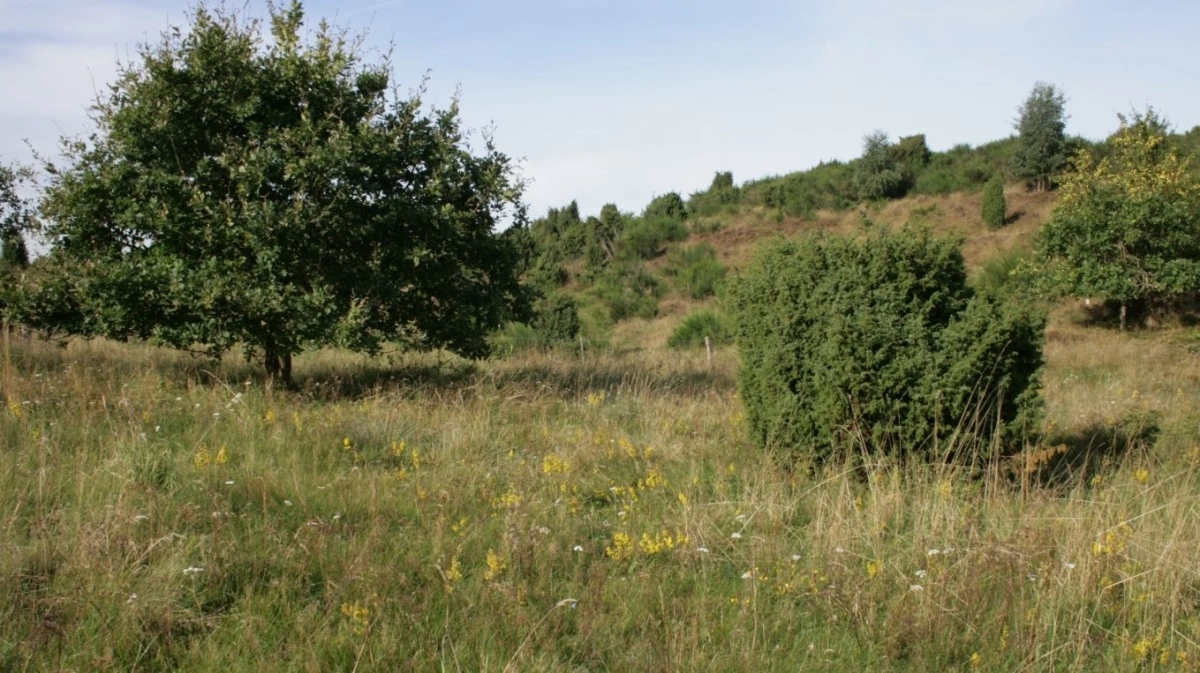 Hvordan er dyrevelfærden for de heste, der lever i Mols Bjerge? Det skal fødevareminister Jacob Jensen (V) svare på onsdag. Foto: Sten Porse via Creative Commons