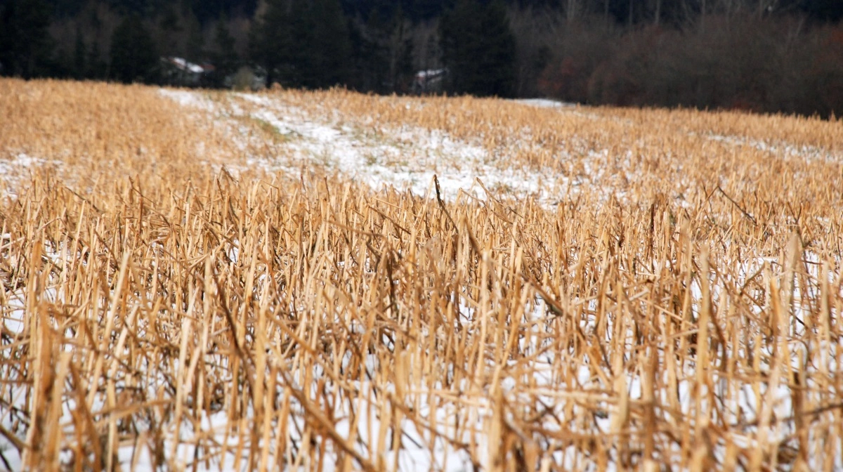 Syddjurs Kommune og Djursland Landboforening inviterer til karriereaften hos landmand Gunnar Sørensen i Vrinners på Djursland torsdag den 22. januar. Arkivfoto