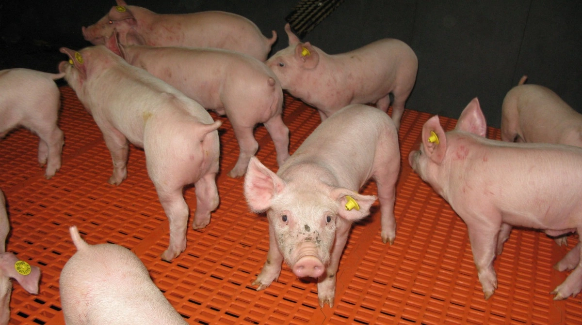 Antallet af svineproducenter er faldet i Holland i de senere år, men den udvikling vil ikke ændre sig. Tværtimod, forudser Rabobank. Arkivfoto:; Anne Wolfenberg