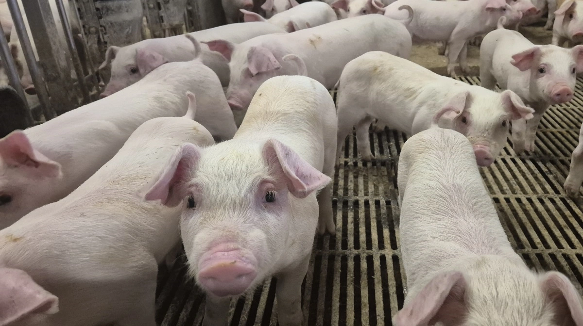 Xiangjia en stor kinesisk aktør inden for grise- og fjerkræproduktion i Kina. Arkivfoto: Tenna Bang