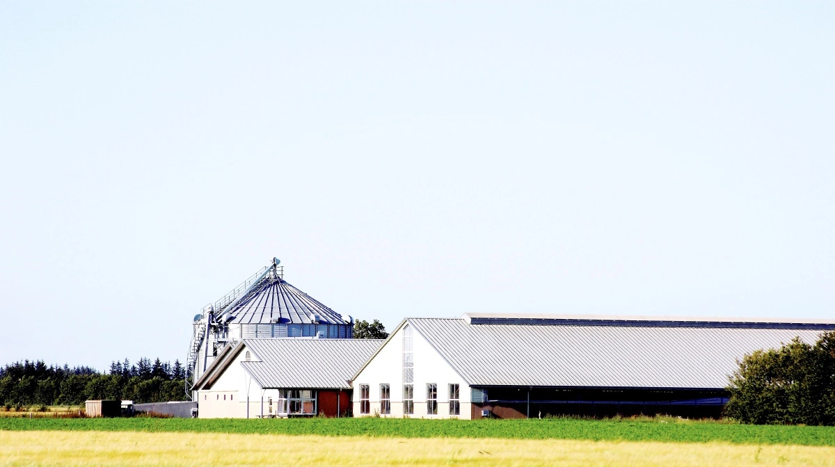 Mælke- og smågriseproducenter mærker i stigende grad faldende afregningspriser. Foto: Colourbox