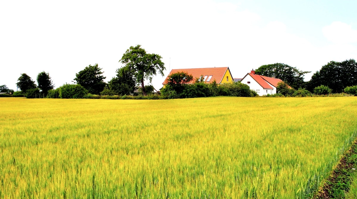 Intensivt dyrkede marker indgår for mange unge som en naturlig del af det danske landskab, viser ny undersøgelse fra Tænketanken Frej. Arkivfoto