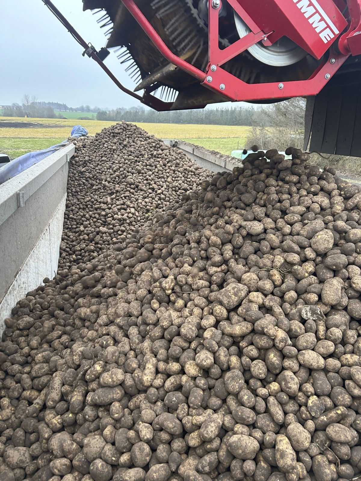 Nyheden Grimme CleanLoader er her på arbejde i efteråret med rensning af kartofler fra det 550 hektar store areal hos Brdr. Rasmussen A/S. Det skønnes, at rensningen af kartoflerne hæver afregningen pr. hektar med 1.500-2.000 kroner. Privatfoto