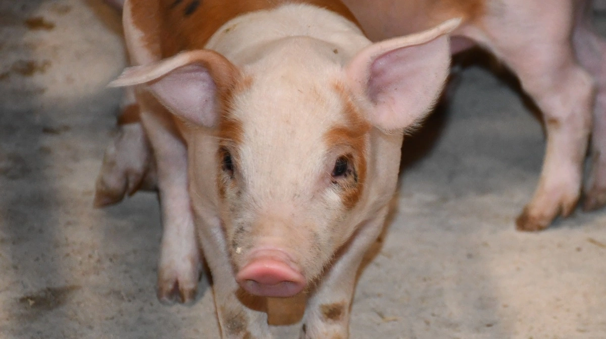 SPF Sund vil fremover være en del af den nye platform for L&F Gris. Arkivfoto: Camilla Bønløkke