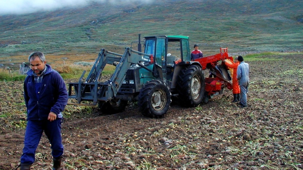 Danmark og Grønland vil styrke samarbejdet om fiskeri, fødevarer og eksport for bedre adgang til verdensmarkederne. Her ses en grønlandsk kartoffelproduktion. Arkivfoto