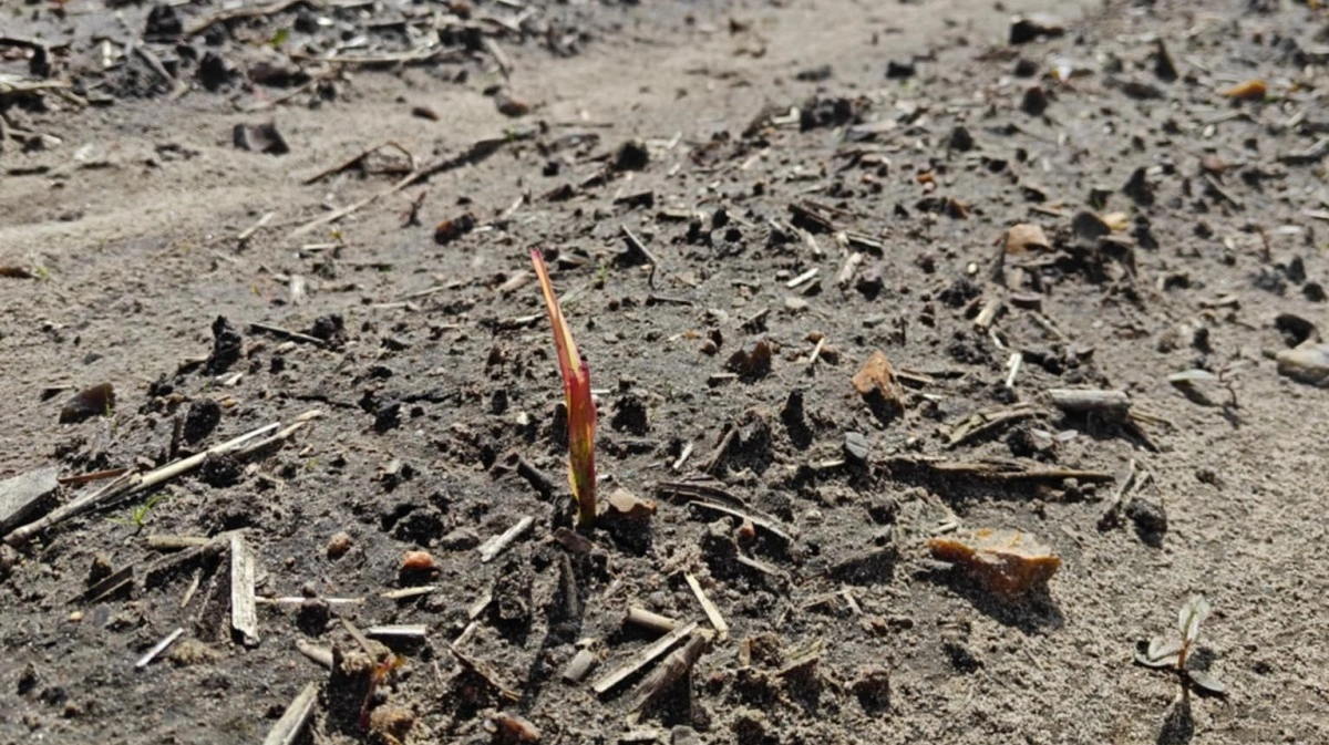 En lille spire, der i løbet af kort tid bliver til en meget høj plante. Det første år gror afgrøden knap så hurtigt, som den gør år to, hvor den har udviklet et godt rodnet. Foto: Lars Grøn