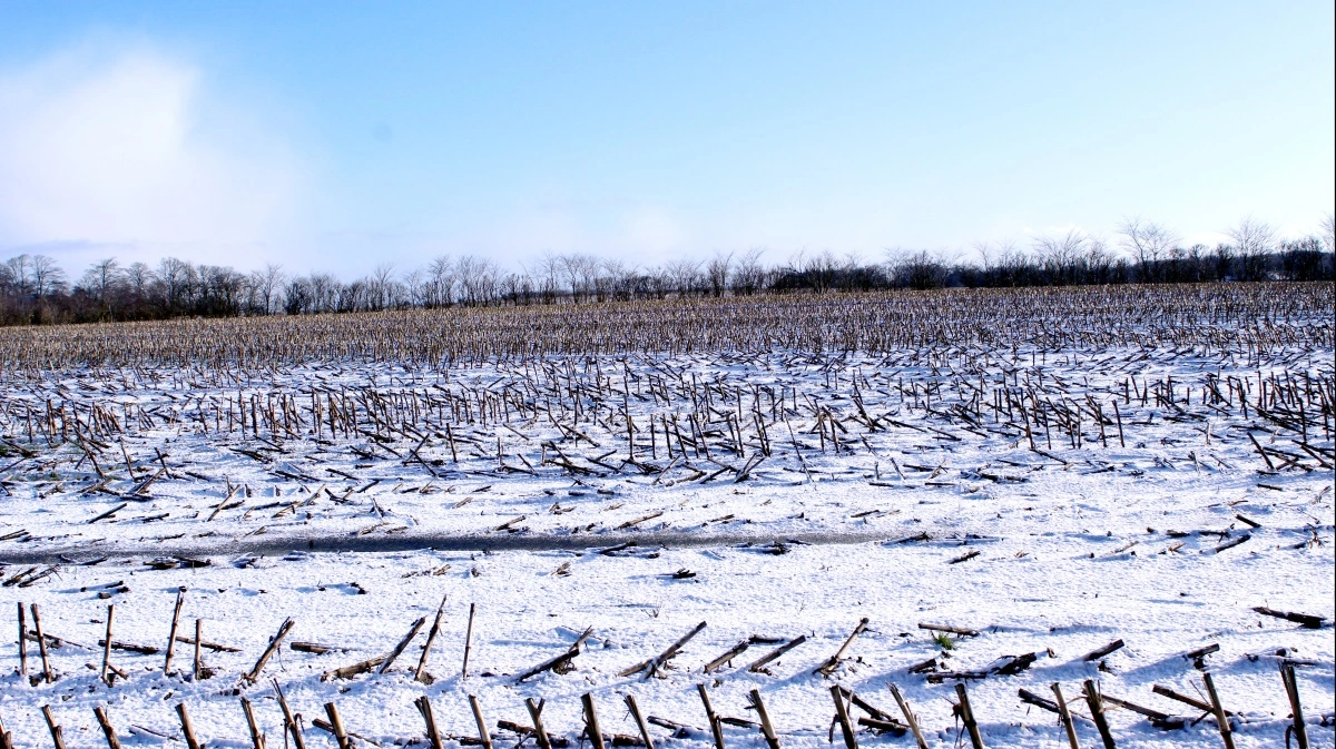 Med de kommende regler er udbringning af gylle nu ulovlig på både frossen og snedækket jord – uanset om der er udsigt til snarlig optøning. Arkivfoto