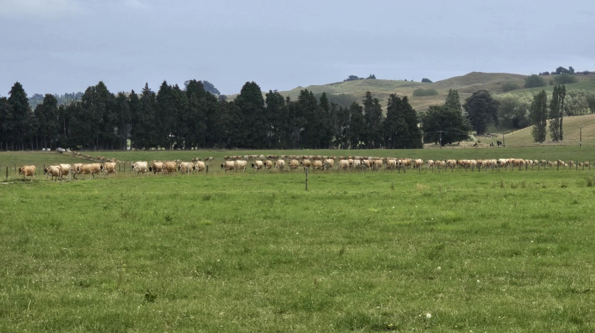 En næsten kilometer lang række af jerseykøer på vej hjem til eftermiddagsmalking med Colin Jensen bagerst på ATV: