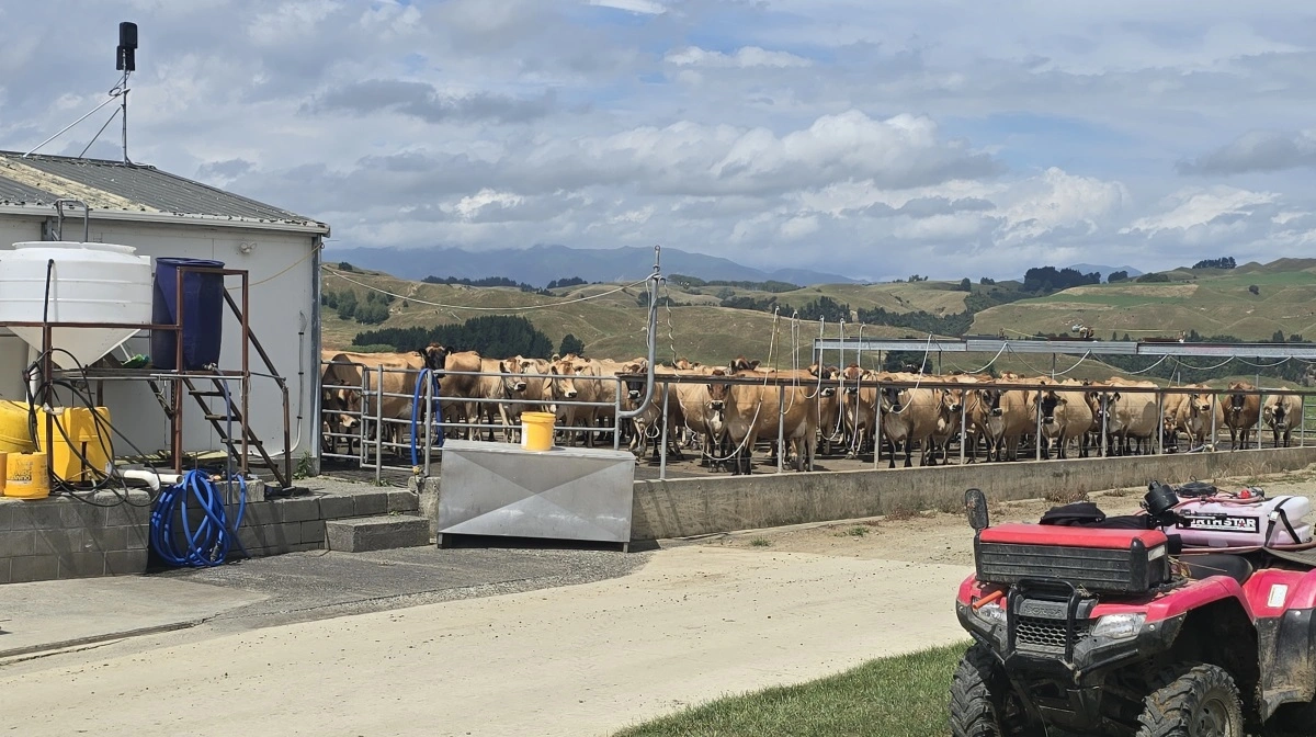 Som en typisk newzealandsk malkekvæggård er der af bygninger kun en åben malkestald. Køerne er på græs hele året døgnet rundt. 
