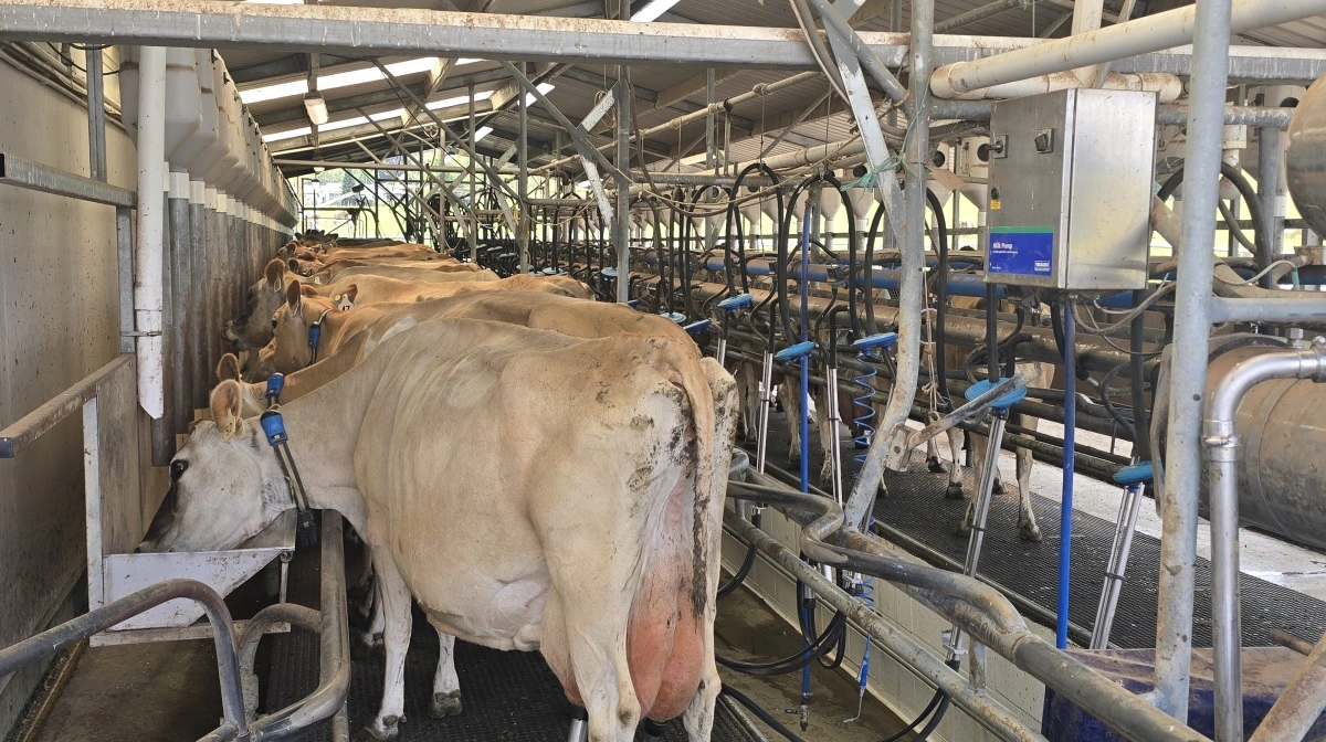 Køerne får godt et kilogram kraftfoder primært bestående af palmeoliekerner ved malkningen.