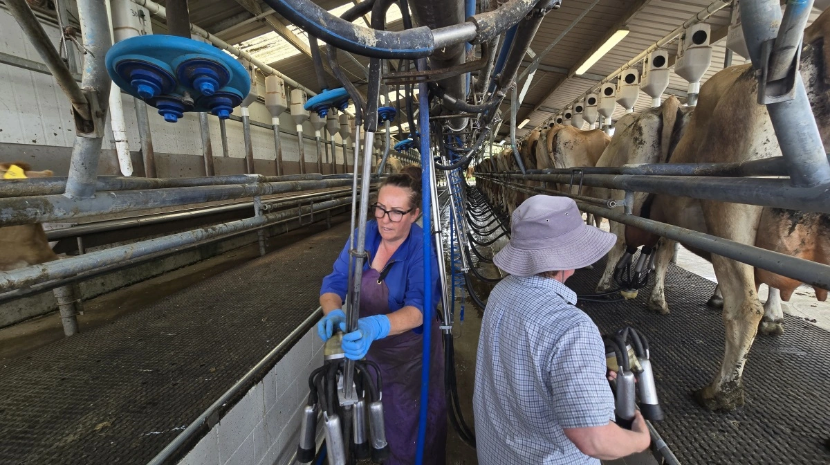 Der er tre fastansatte, som klarer selve malkningen.