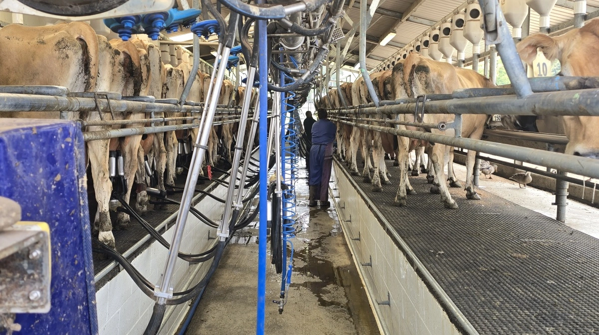 Der er 35 køer ad gangen i hver side af malkestalden.