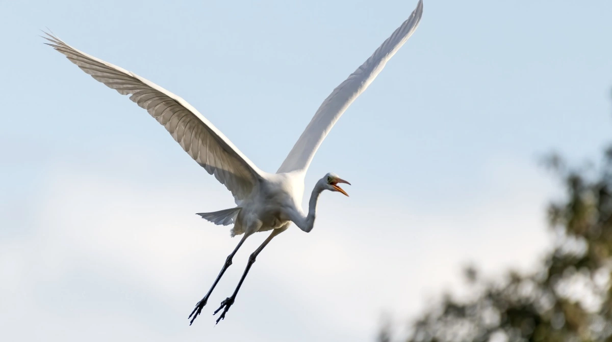 Sølvhrejren er i fremgang i Danmark. I 2025 var der 91 ynglende par. Fotos: Colourbox