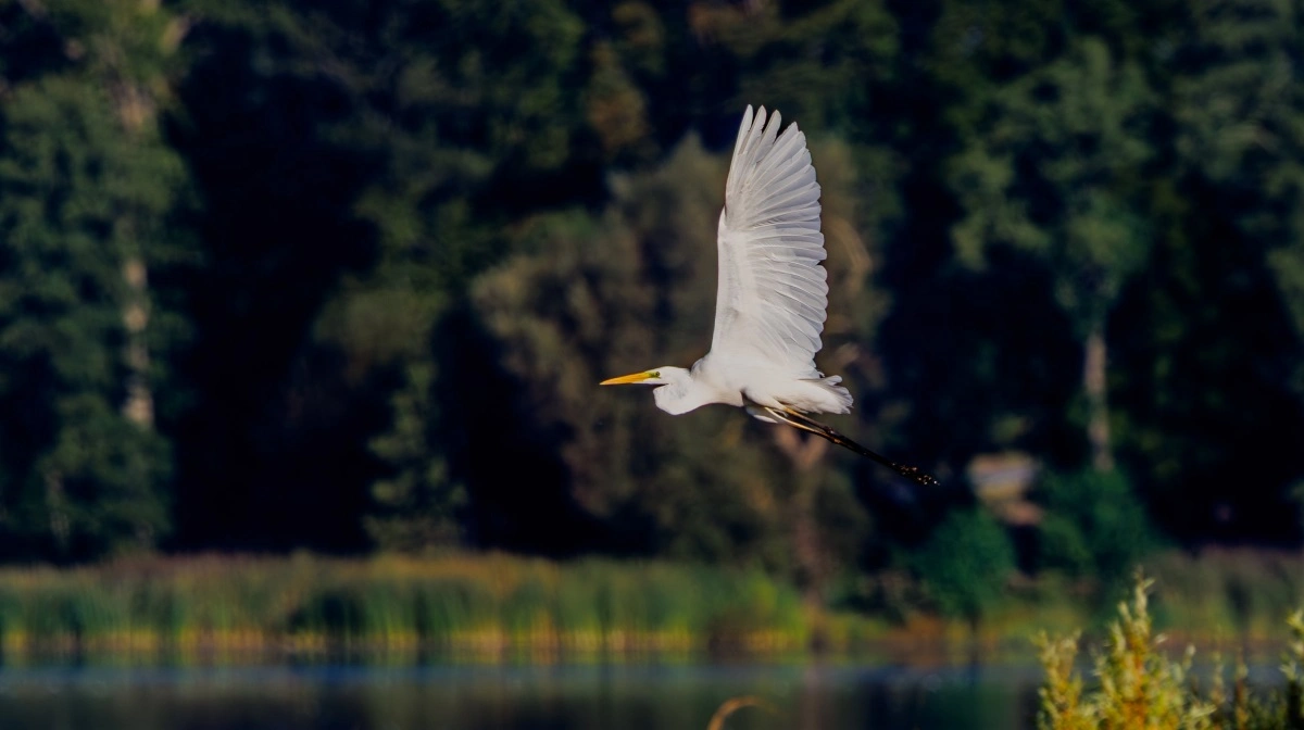 Sølvhrejren holder til ved søer og i sumpede områder, hvor den blandt andet lever af fisk, insekter, firben, mosegrise og sågar fugleunger. 