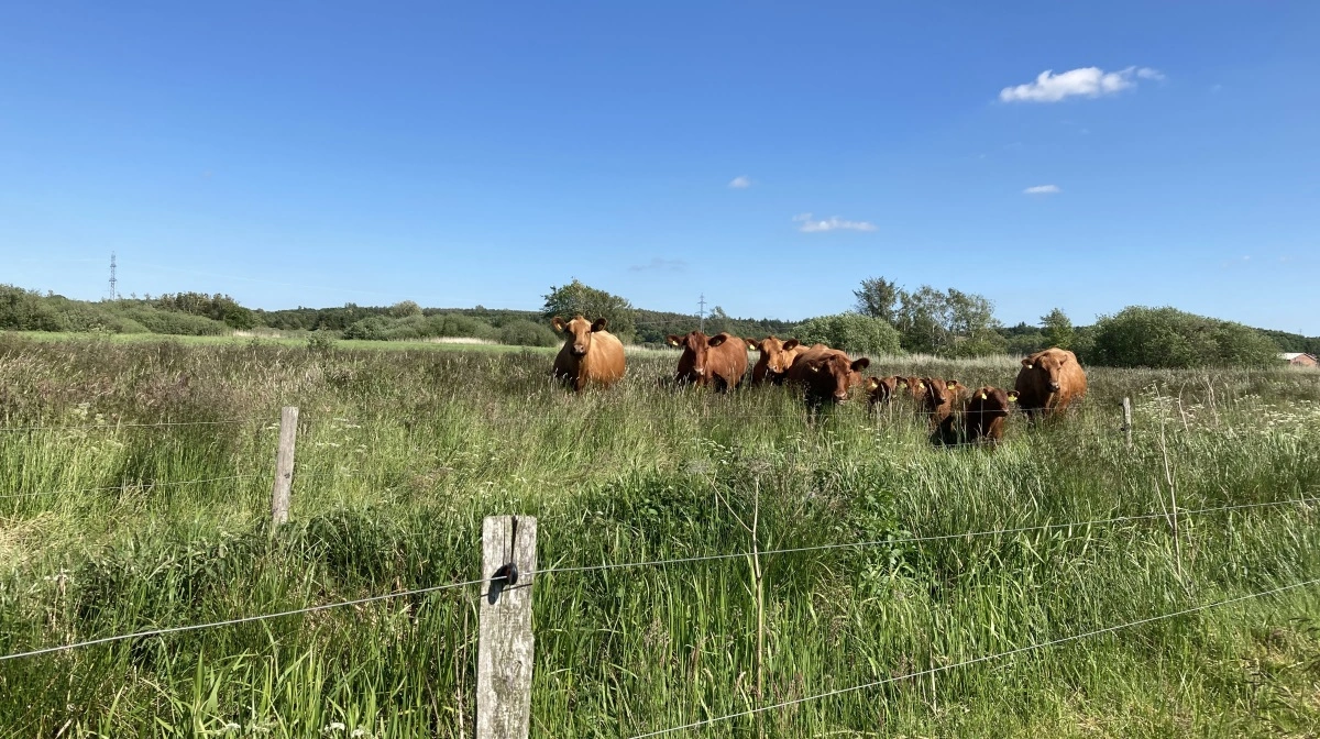 Viborg Kommune og Velas har i samarbejde skabt grobund for et stort antal aftaler mellem lodsejere og dyreholdere om ekstensiv græsning med kreaturer eller heste til gavn for nogle af de mest sårbare naturområder. Men græsningsaftalerne risikerer nu at strande, eftersom der er lukket for den statslige pulje til hegnstilskud. Foto: Viborg Kommune.