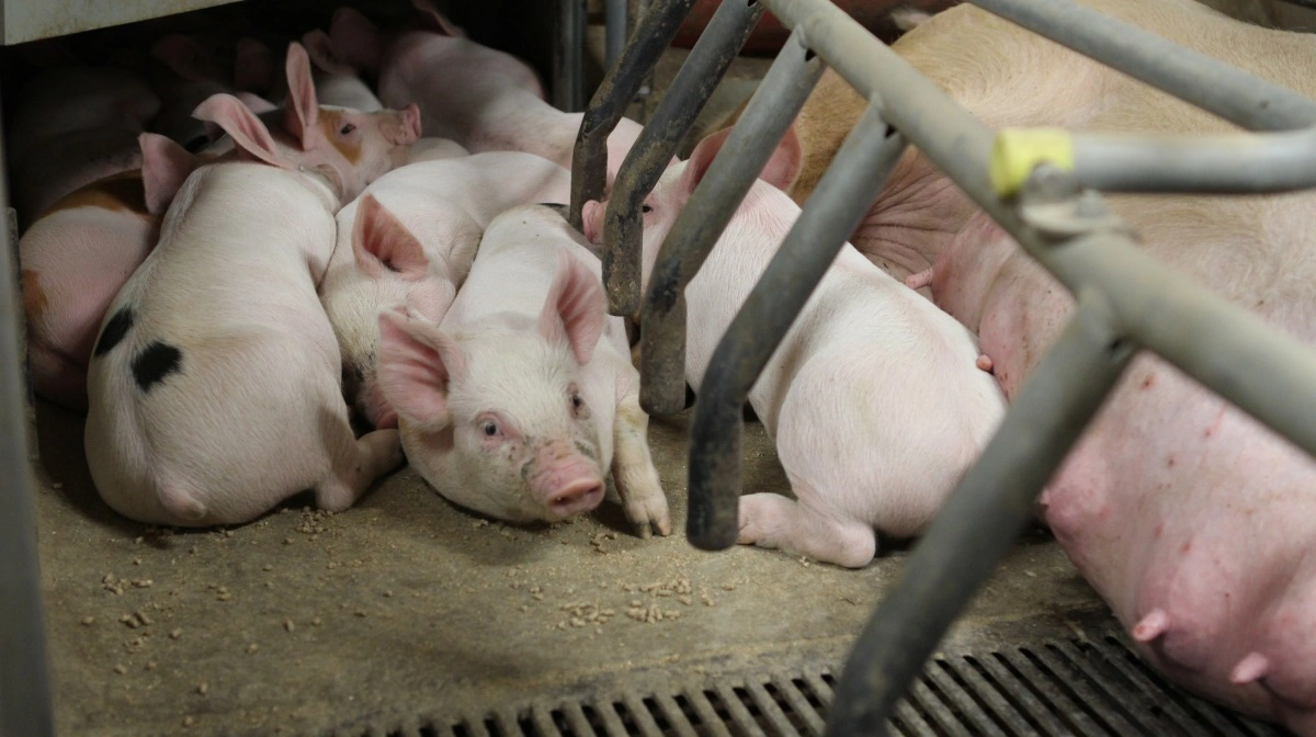 Der er delte meninger om pattegrises fravænningsalder. Både blandt landmænd og i Folketinget. Arkivfoto: Anne Wolfenberg