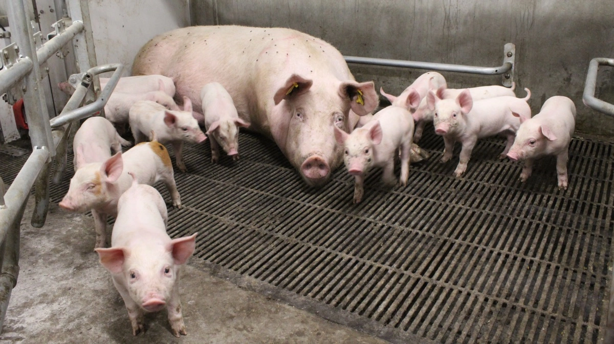 Det går godt i løsdriften hos Søren Michaelsen, hvor søerne får mange og store grise.  Et godt udgangspunkt for smågrisene efter fravænning. Også selvom svineproducenten ser frem til foderskift.