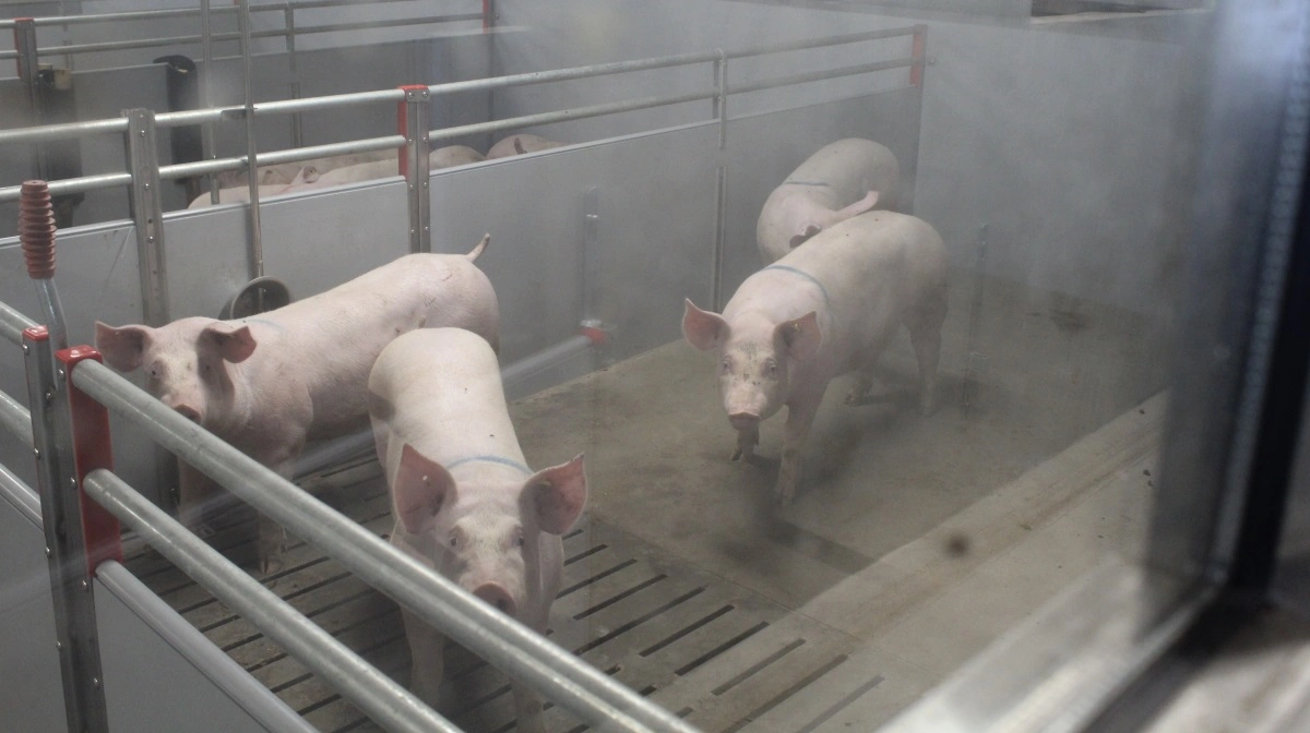 Der er netop sat nye polte ind i karantænestalden, som kun giver mulighed for et kik gennem vinduet.