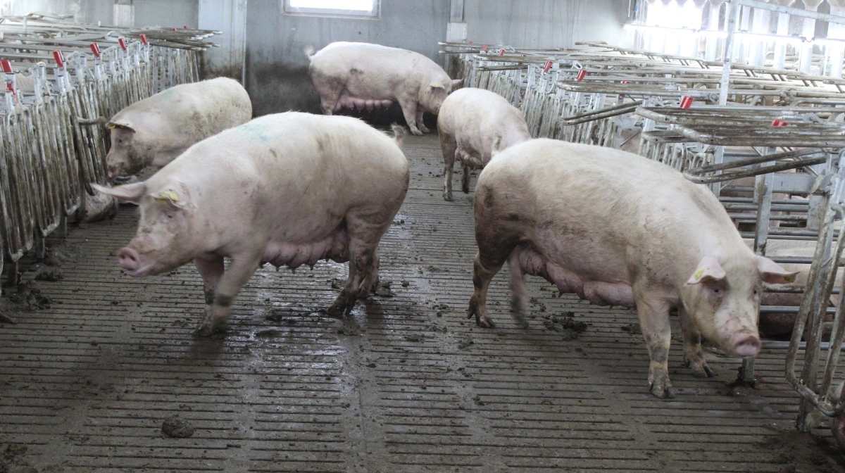 Slagsmål i løsdriften i løbeafdelingen kan være en hård omgang for søerne. Til gengæld er rangordenen etableret, så det foregår fredeligt, når søerne senere flyttes til drægtighedsstalden.