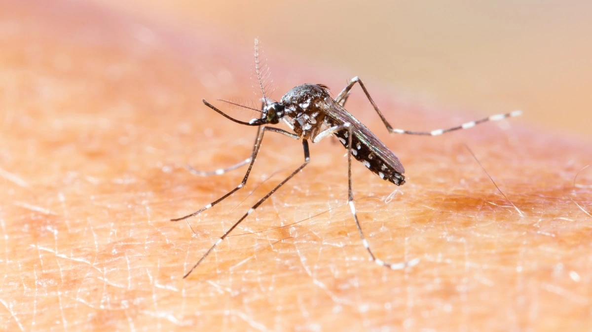 Myg kan overføre den tropiske virus West Nile Virus fra fugle til pattedyr inkl. mennesker. Antivirus er fundet i fire heste i 2025, hvilket betyder, at virussen har fundet vej til Danmark. Symptomerne hos både heste og mennesker er influenzalignende, men der kan i værste fald opstå farlige, meningitislignende tilstande. Foto: Colourbox