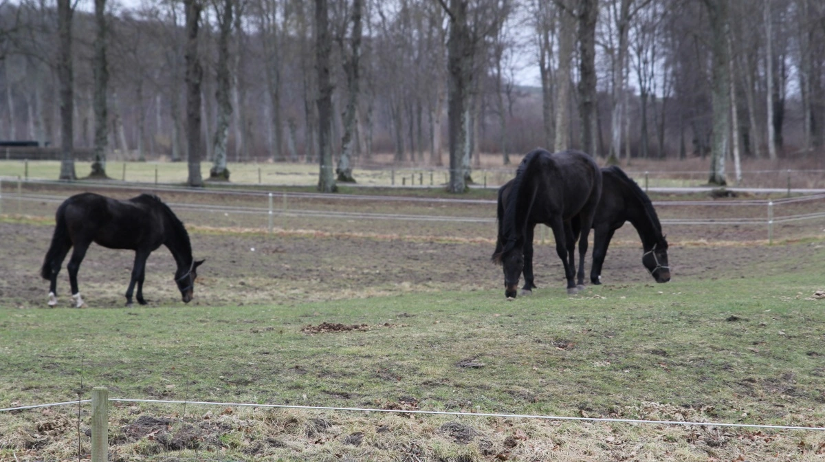 Antivirus mod West Nile Virus er fundet i fire danske heste i Øst- og Syddanmark. Arkivfoto: Henriette Lemvig