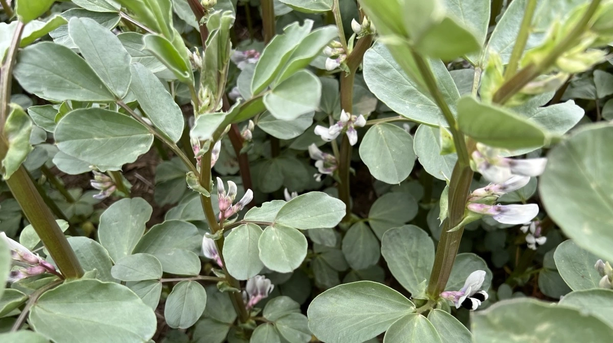 Hestebønner er følsomme overfor tørke omkring blomstring. Derfor er tidlig og tilstrækkeligt dyb etablering afgørende for succes med afgrøden. Arkivfoto: Kasper Stougård 