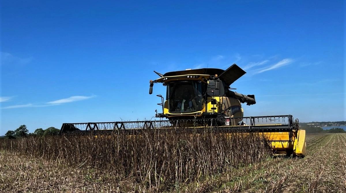 Tidlig etablering og de rigtige sorter er medvirkende faktorer til at sikre tidlig og dermed tør høst af hestebønnerne. Arkivfoto: Kasper Stougård 
