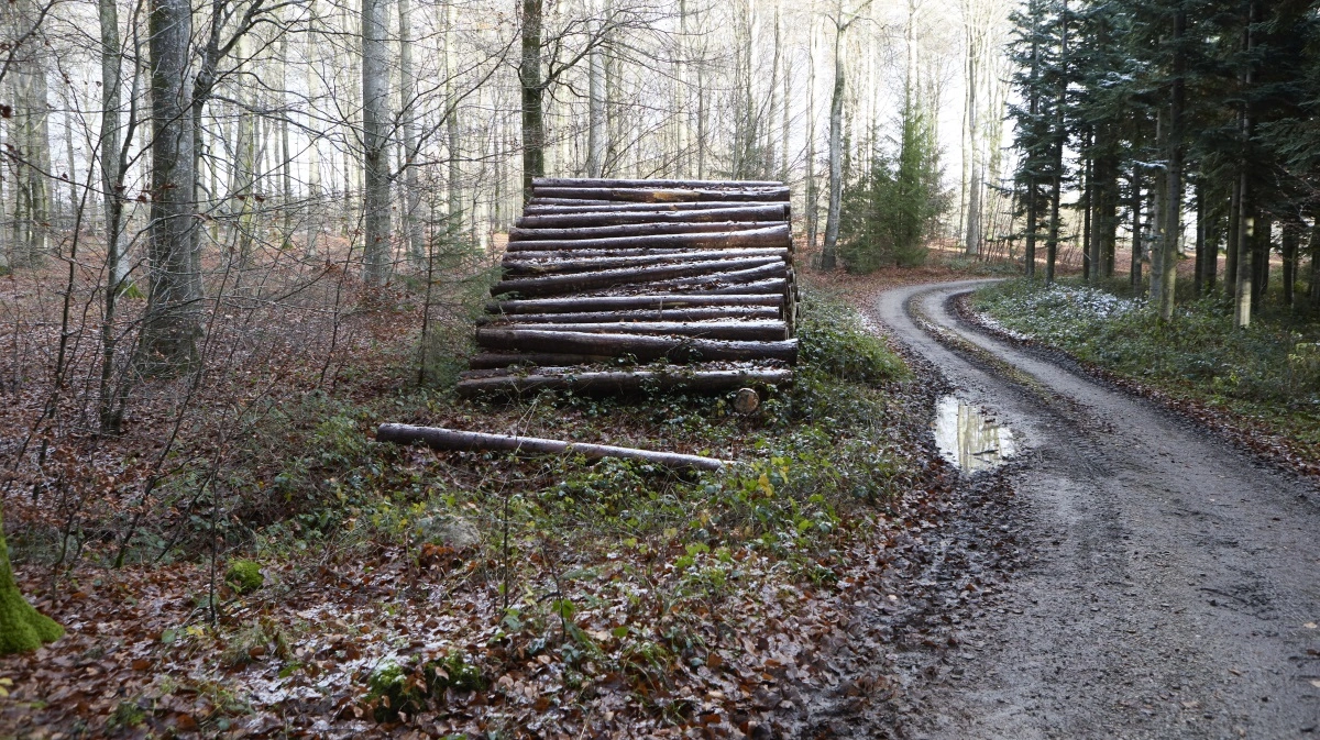 Der kommer nu mere skov i Vejen Kommune. Arkivfoto