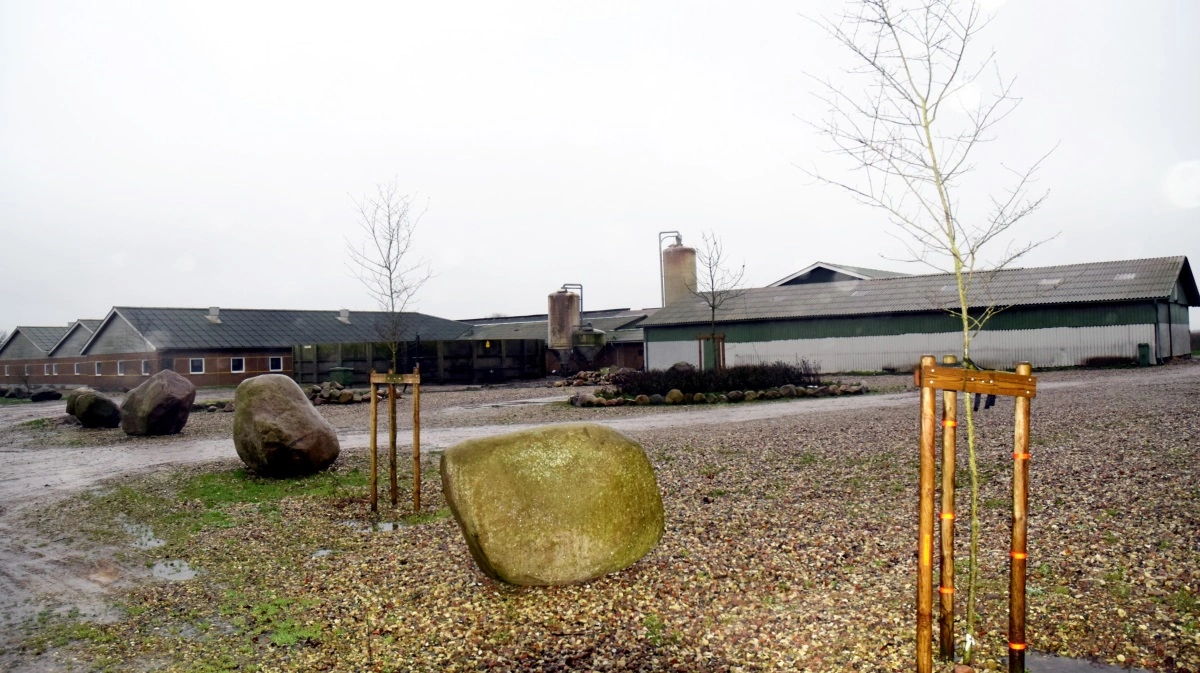 Generaliserende kritik rammer ofte langt bredere i landbruget end de få tilfælde, hvor regler og dyrevelfærd svigter. Billedet her er et arkivfoto, og har ikke noget konkret med læserbrevet at gøre. Arkivfoto: Morten Ipsen