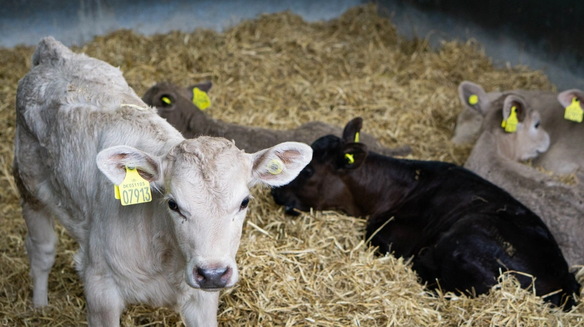 En ny værdibaseret småkalvenotering skal synliggøre forskelle i kalves potentiale og belønne godt management og høj genetisk kvalitet. Arkivfoto: Morten Ipsen