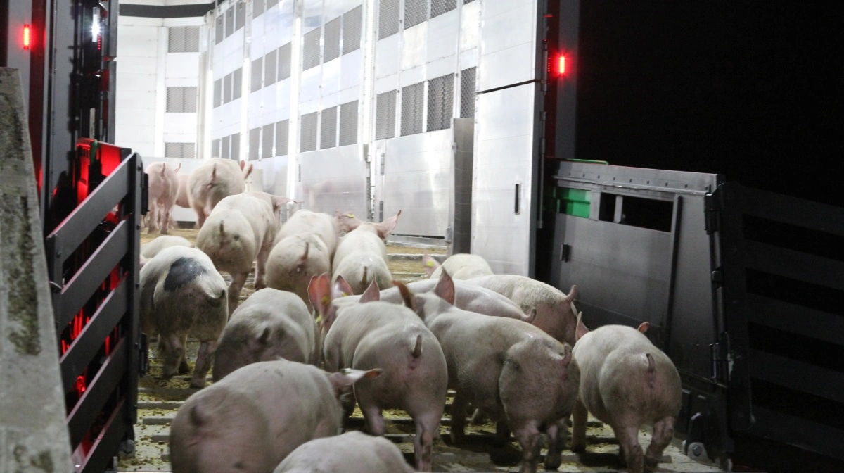 Der er fortsat en pæn pukkel af svinekød på det europæiske marked. Arkivfoto: Anne Wolfenberg