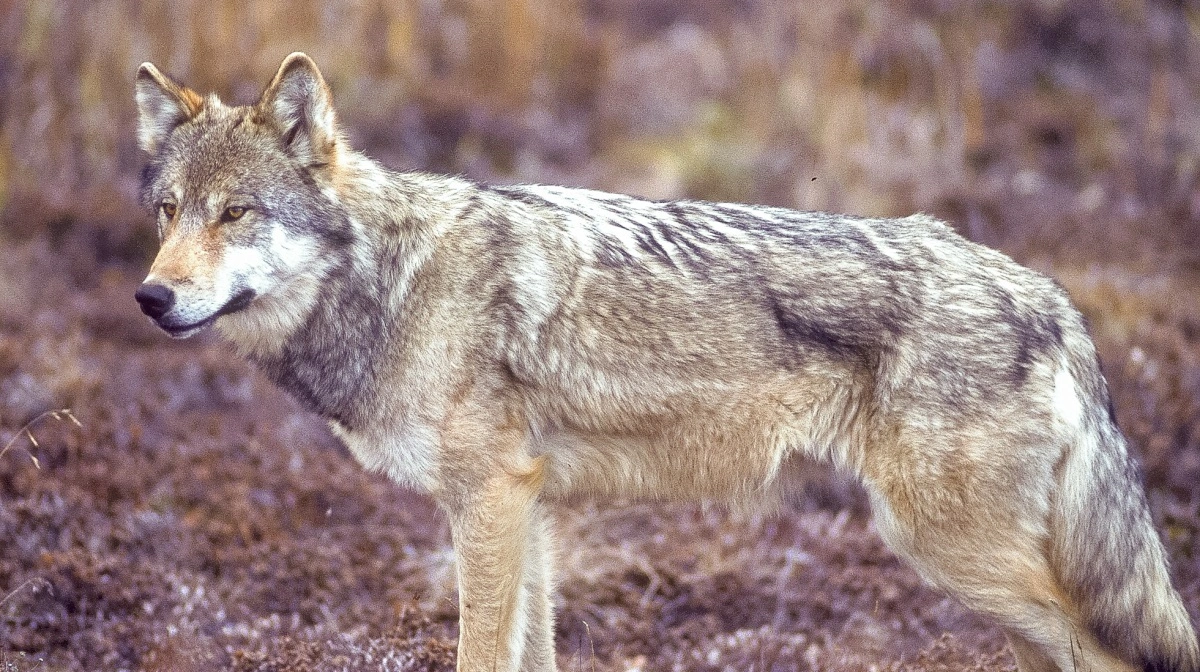 En flok får i Vestjylland blev natten mellem mandag og tirsdag angrebet bag et ulvesikret hegn, formentlig af en ulv. Modelfoto: Colourbox