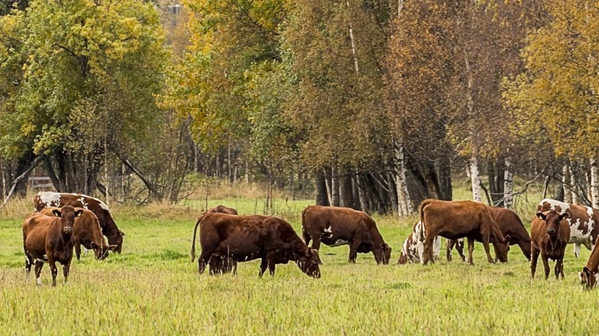 Det var den røde ko Rølla, som Emil fra Lønneberg forstod skulle gå sammen med sin sædvanlige flok, for at den kunne drives hjem til gården Katthult i ro og mag. Foto: Colourbox