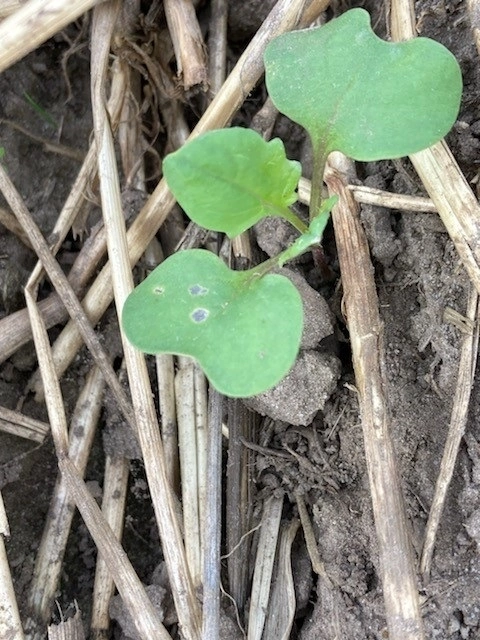 Et bid fra rapsjordlopper. Arkivfoto