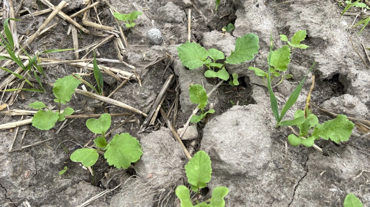 Olieræddike har et stort rodnet og afdækker i dybden. Arkivfoto: Kasper Stougaard
